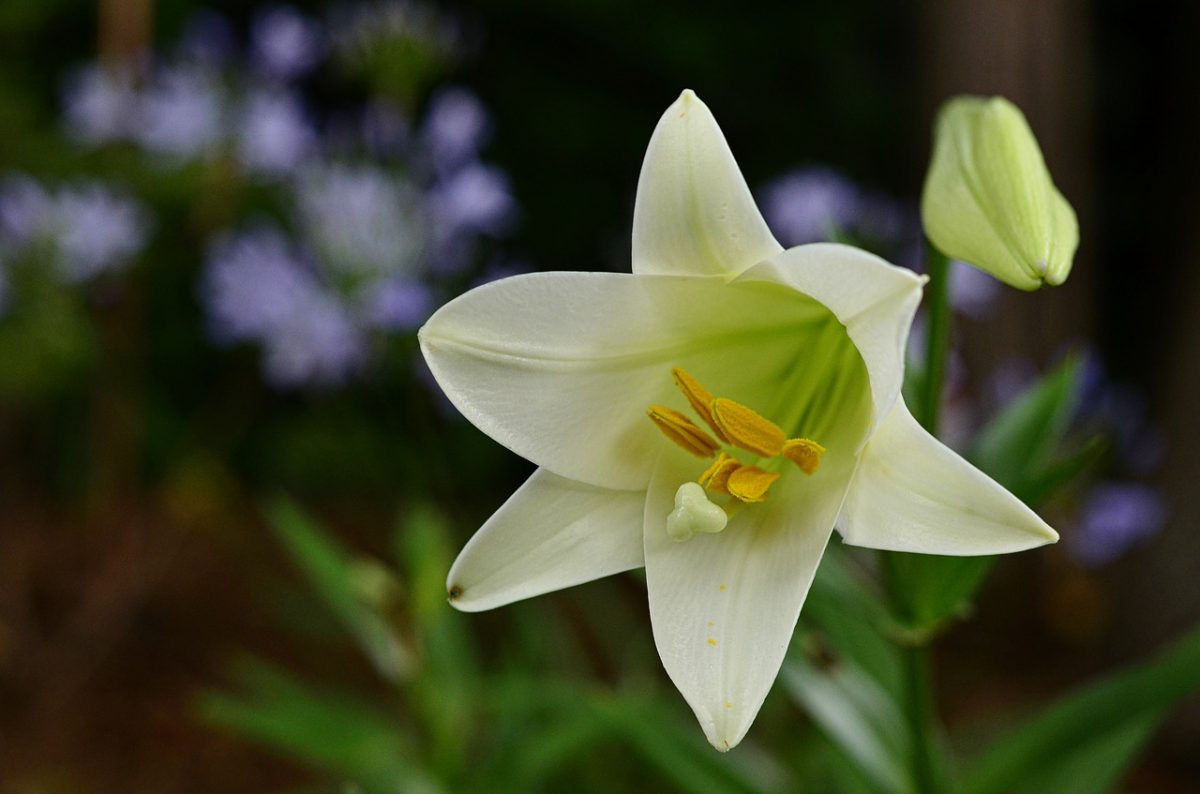 Holy Week & Easter, April 13 20 The Presbyterian Church of Lawrenceville